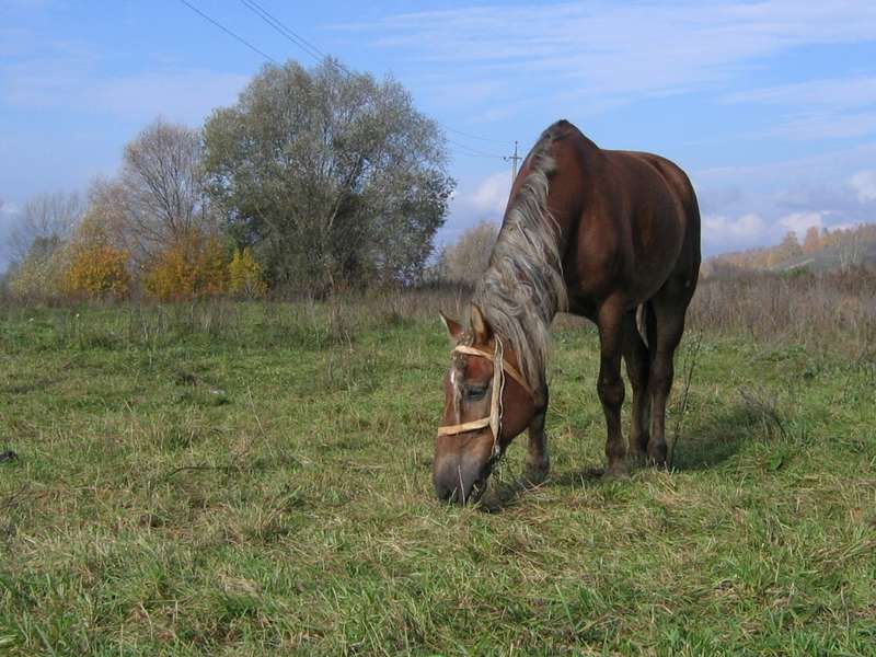 Фотография лошадь пасется