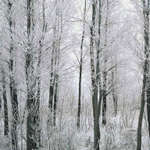 Фотография зимнего леса