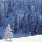 Фотографии зимнего леса