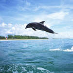 Фотографии дельфинов, дельфин в полете