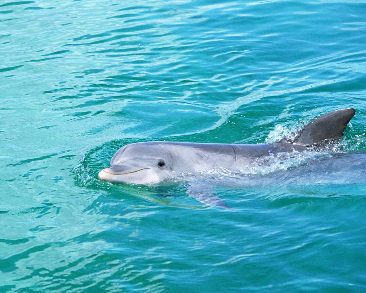 Dolphin (6)