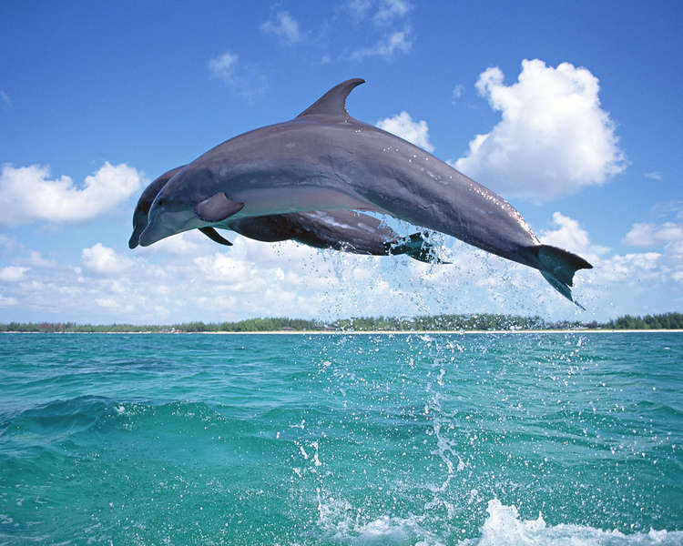 Фотография дельфина, прыжок дельфина