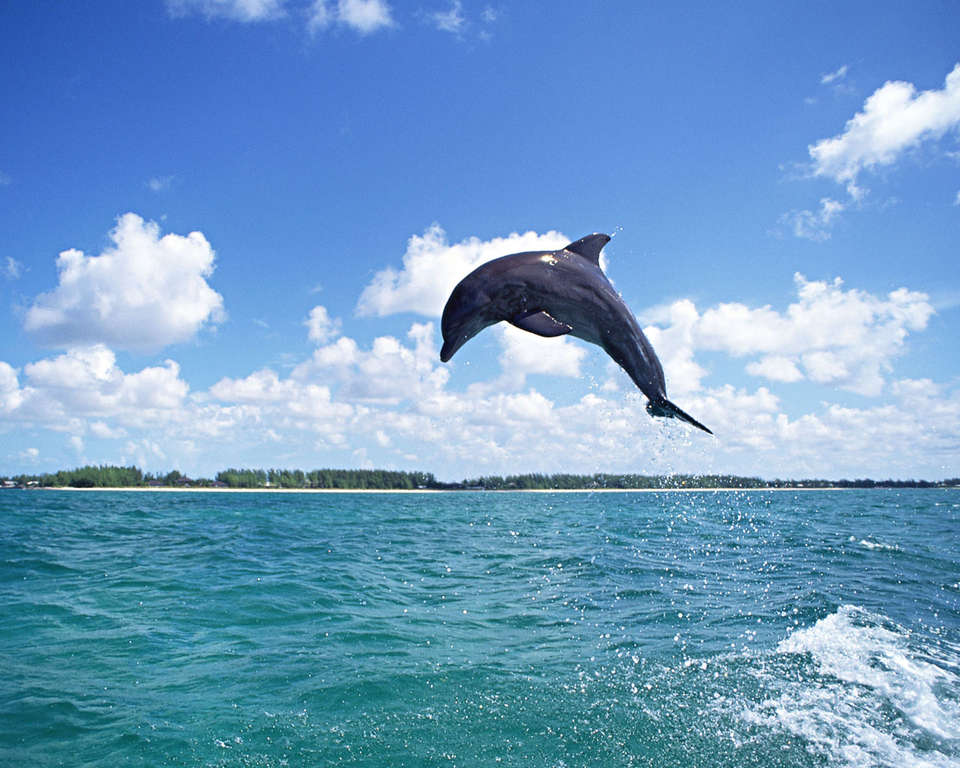 Фото красивго дельфина
