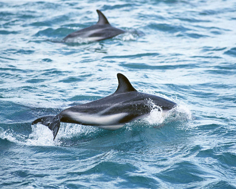 Фотография дельфины