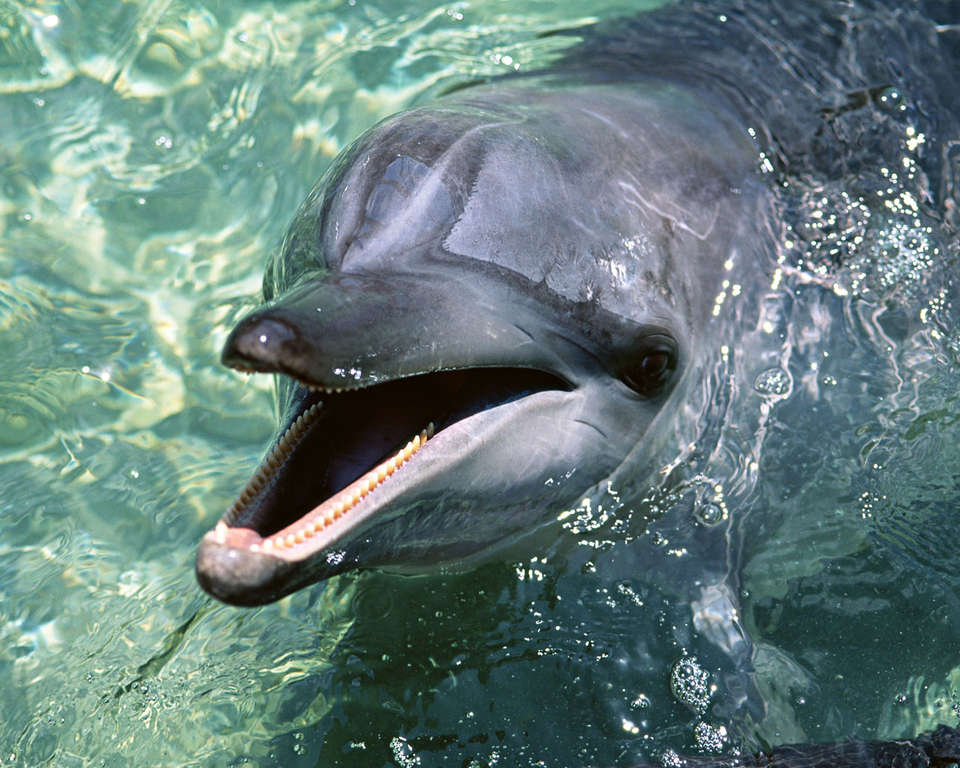 Фото дельфина, красивый дельфин
