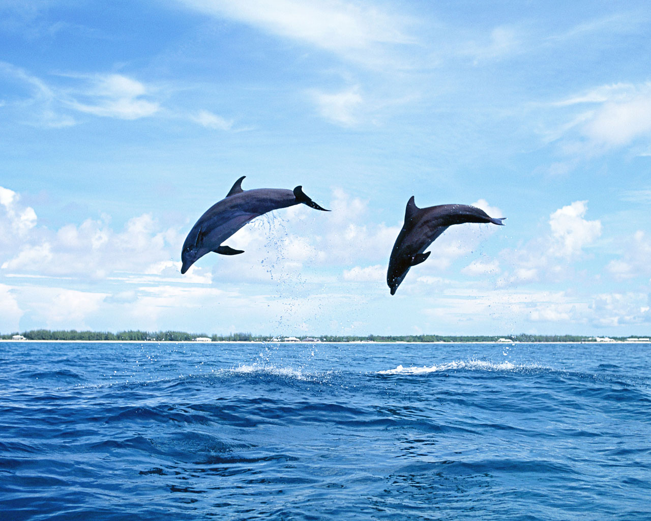 Фотообои дельфины, дельфины в полете