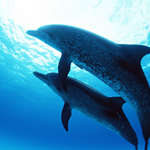 Фото пара дельфинов