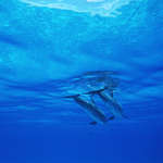 Фото дельфины под водой