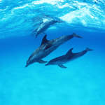 Фотография дельфинов под водой