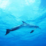 Фотообои дельфины