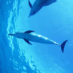 Фотогарфии дельфины